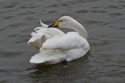Whooper Swan