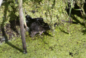 Water Shrew