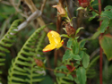 Wavy leaved St John's Wort