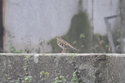 White's Thrush