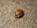 10 Spot Ladybird