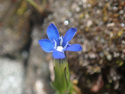 Alpine Gentian