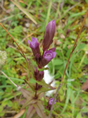 Autumn Gentian