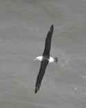 black browed albatross