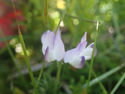 Alpine Milk Vetch
