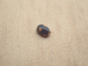 Ant Ladybird