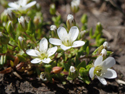 Arctic Sandwort