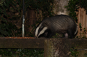 Badger