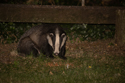 Badger