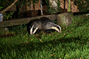 Badger