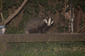 Badger