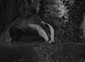 Badger