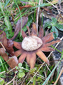 Barometer Earthstar