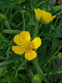 Backs Goldilocks Buttercup