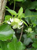 Berry Catchfly