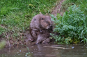 Beaver