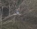 Belted Kingfisher