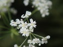 Bladderseed