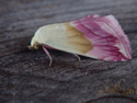 beautiful marbled