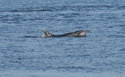 Bottlenosed Dolphin