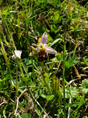 Bee Orchid