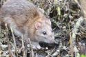 Brown rat