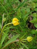 Bradfield Goldilocks buttercup