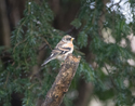 Brambling