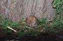 Bank Vole
