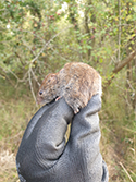 Bank Vole