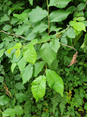 Chaters Elm