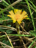 Coltsfoot
