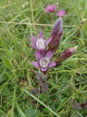 Chiltern Gentian