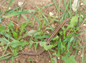 Common Lizard