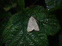 Clancy's Rustic