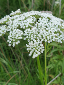 Cambridge Milk Parsley