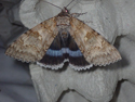 Clifden Nonpareil