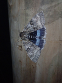 Clifden Nonpareil