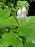 Symphytum x perringianum