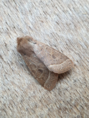Common Quaker