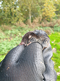 Common Shrew