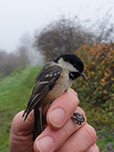 Coal tit