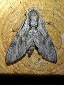 Convolvulus Hawk-moth