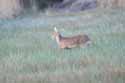Chinese Water Deer