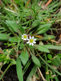 Common Whitlowgrass