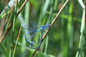 Dainty Damselfly