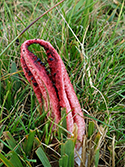 Devils Finger