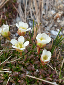 Diapensia