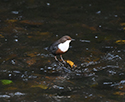 Dipper