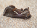 Dewicks plusia